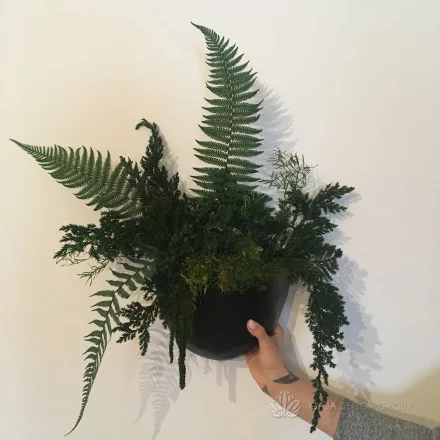 Unikaliu-augalu-kompozicija-vazonelyje