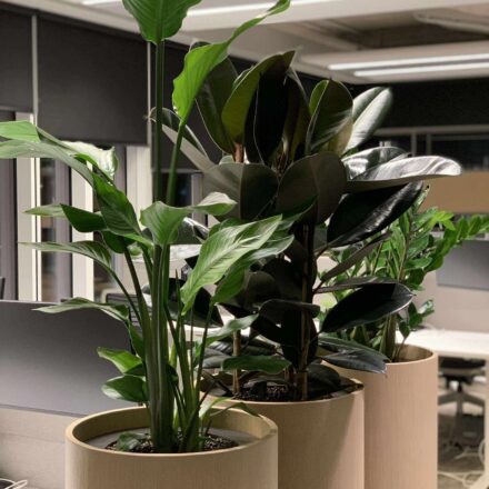 476348551_1276050943482181_113965730908262854_n