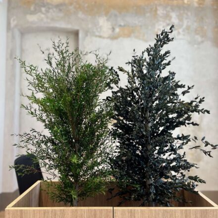 IMG-b5a629e8259f589ab8c6a6c134e8b4b0-V