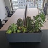 KAMBARINIŲ AUGALŲ ATNAUJINIMAS