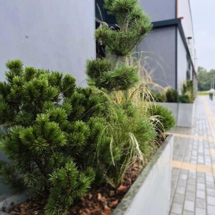 IMG-2415e3697036973ec8c59f79aa9129ba-V